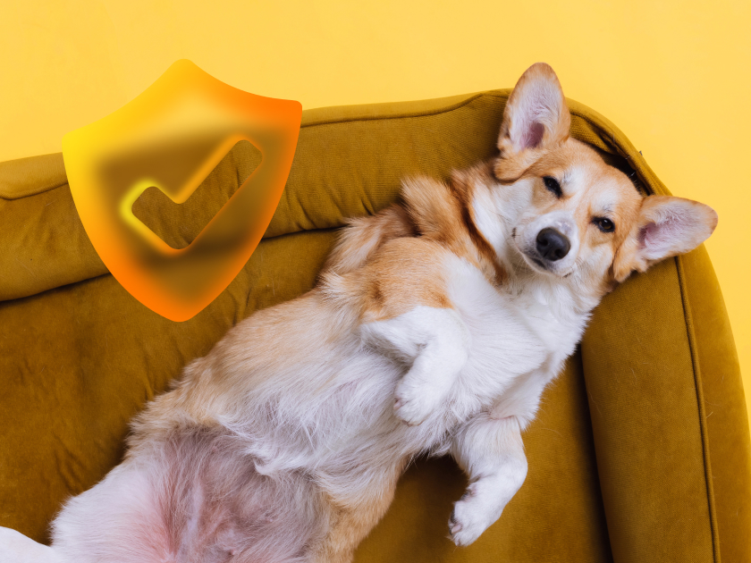 Можно ли застраховать домашнее животное: разобрали условия страховых программ