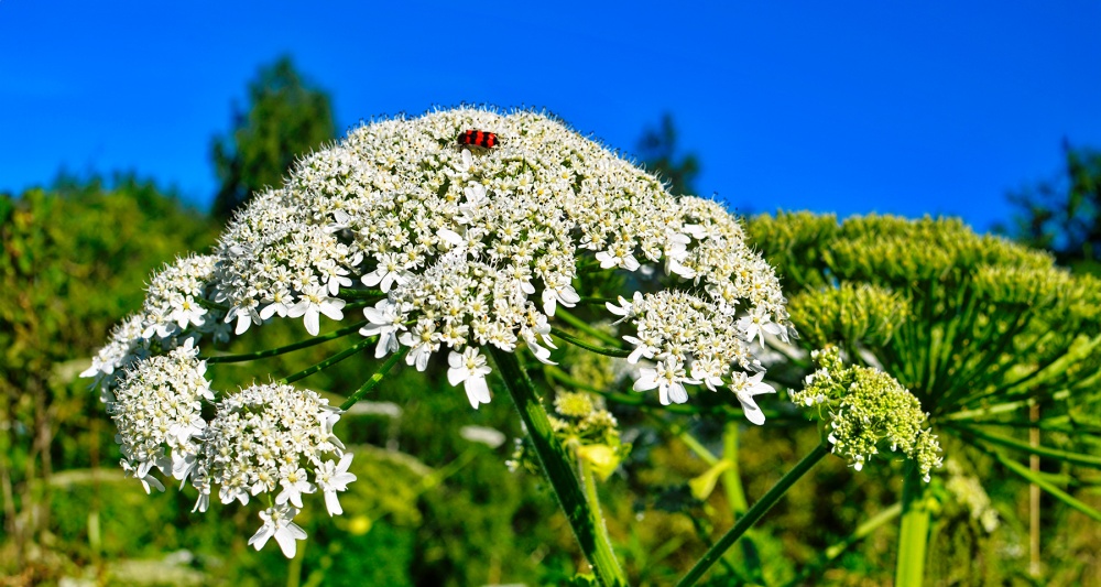 Изображение темы дня